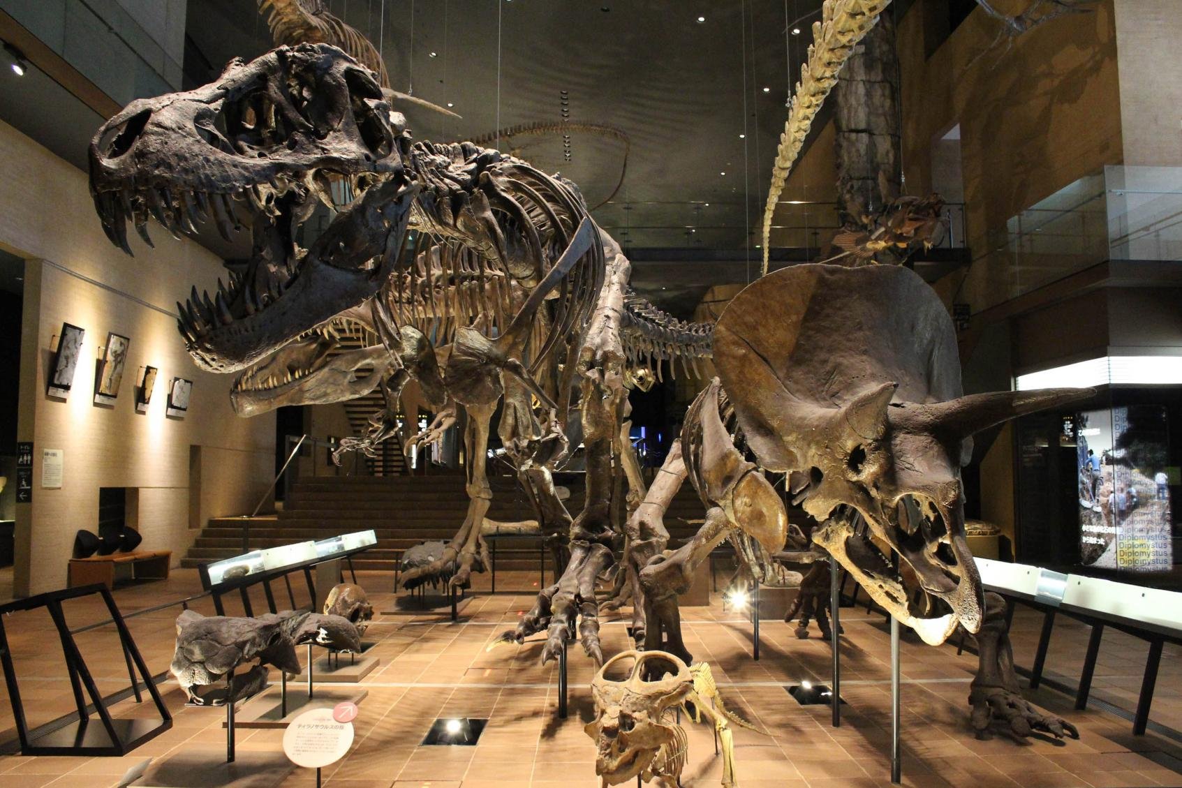 🏛️ 기타큐슈 시립 생명의 여행 박물관(키타큐슈 시리츠 이노치노타비 하쿠부츠칸) 이미지 5